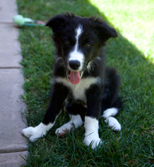 Border Collie Puppy for sale in SANTA CRUZ, CA, USA