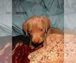 Puppy Dexter Weimaraner