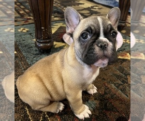 French Bulldog Puppy for sale in BOLIVAR, MO, USA