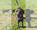 MEGAN - Female Labrador Retriever-Unknown Mix Dog for Adoption - Small photo