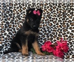 Small Photo #1 German Shepherd Dog Puppy For Sale in LAKELAND, FL, USA