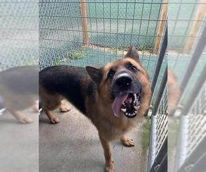 German Shepherd Dog Dogs for adoption in Tallahassee, FL, USA
