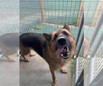 Small German Shepherd Dog