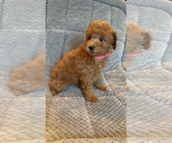 Medium Photo #5 Poodle (Toy) Puppy For Sale in SAN BERNARDINO, CA, USA