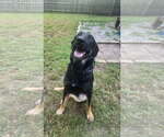Small #7 German Shepherd Dog