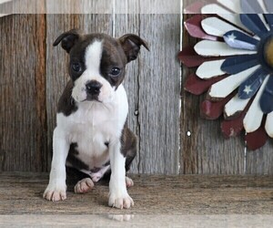 Boston Terrier Puppy for sale in FREDERICKSBG, OH, USA