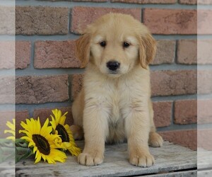 Golden Retriever Puppy for sale in FREDERICKSBG, OH, USA
