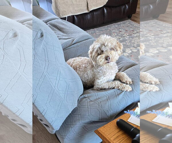 Medium Photo #4 Mutt Puppy For Sale in New London, WI, USA