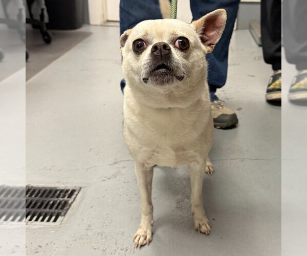 Medium Photo #1 Chihuahua Puppy For Sale in Lawrenceville, NJ, USA