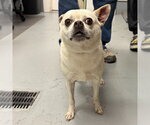Small Chihuahua