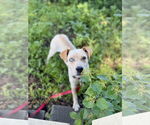 Small #1 Catahoula Leopard Dog Mix
