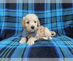 Small #3 Goldendoodle