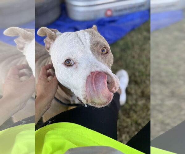 Medium Photo #3 American Staffordshire Terrier-Unknown Mix Puppy For Sale in Rowlett, TX, USA