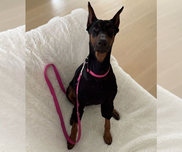 Medium Photo #1 Doberman Pinscher Puppy For Sale in Dana Point, CA, USA