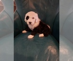 Small Photo #2 Sheepadoodle Puppy For Sale in HAMMOND, LA, USA