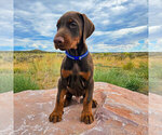 Puppy Red Male Doberman Pinscher