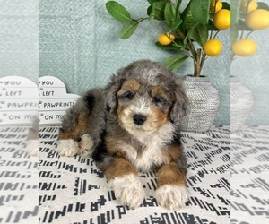 Bernedoodle (Miniature) Puppy for sale in FRANKLIN, IN, USA