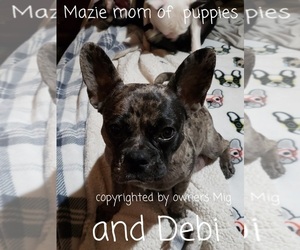 Mother of the Faux Frenchbo Bulldog puppies born on 03/06/2022