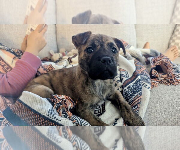 Medium Photo #9 American Staffordshire Terrier-Staffordshire Bull Terrier Mix Puppy For Sale in Brewster, NY, USA