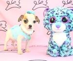 Small Photo #23 Chihuahua Puppy For Sale in LAS VEGAS, NV, USA