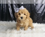 Puppy June F1 Maltipoo