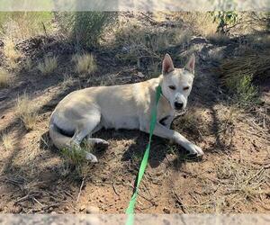 German Shepherd Dog-Unknown Mix Dogs for adoption in Globe, AZ, USA