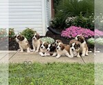 Small #1 Saint Bernard