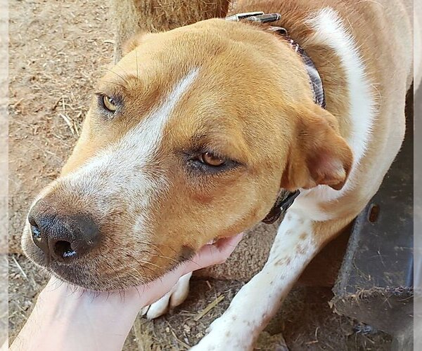 Medium Photo #1 Mutt Puppy For Sale in Harrison, AR, USA