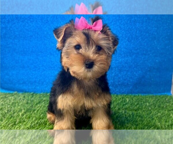 Medium Photo #1 Yorkshire Terrier Puppy For Sale in FLORENCE, SC, USA