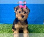 Small Yorkshire Terrier