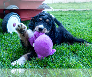 Border Collie Puppy for sale in ROY, UT, USA