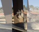 Small #9 Schnauzer (Miniature)