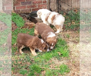 Miniature Australian Shepherd Puppy for sale in MARSHVILLE, NC, USA