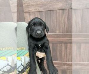 Doberman Pinscher-Schnauzer (Giant) Mix Puppy for sale in STOCKBRIDGE, GA, USA