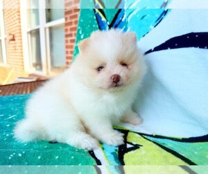 Pomeranian Puppy for sale in DAWSONVILLE, GA, USA
