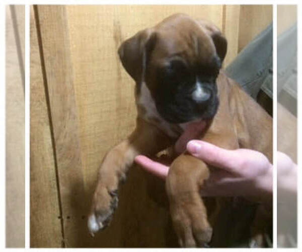 Medium Photo #1 Boxer Puppy For Sale in GLENFIELD, NY, USA