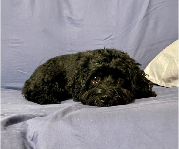 Medium Photo #3 Mutt Puppy For Sale in Minneapolis, MN, USA