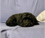 Small #2 Mutt