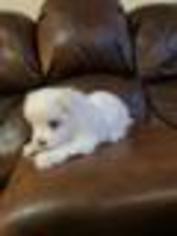 Maltese Puppy for sale in BAINBRIDGE, OH, USA