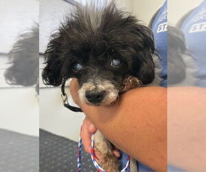 Poodle (Miniature) Dogs for adoption in Camarillo, CA, USA