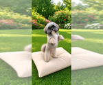 Small Photo #2 Shih Tzu Puppy For Sale in Weston, FL, USA