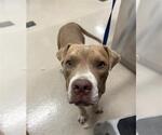 Small American Pit Bull Terrier