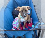 Small #1 American Staffordshire Terrier-Labrador Retriever Mix
