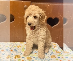 Poodle (Miniature) Puppy for sale in CONWAY, SC, USA