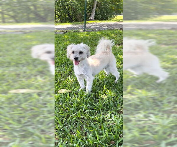 Medium Photo #2 Mal-Shi Puppy For Sale in Weston, FL, USA