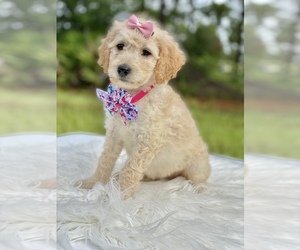 Goldendoodle Puppy for sale in FROSTPROOF, FL, USA