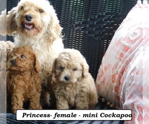 Cock-A-Poo Puppy for sale in CLARKRANGE, TN, USA