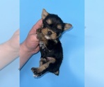 Small Photo #5 Yorkshire Terrier Puppy For Sale in SANDY HOOK, KY, USA
