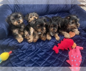 Yorkshire Terrier Puppy for sale in BUFFALO, NY, USA