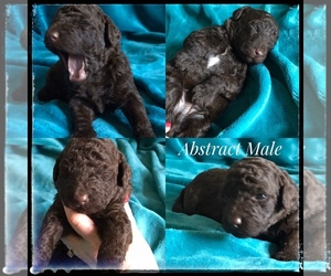 Aussiedoodle-Poodle (Standard) Mix Puppy for sale in BURKESVILLE, KY, USA